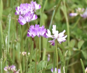 ゲンゲ(レンゲソウ)