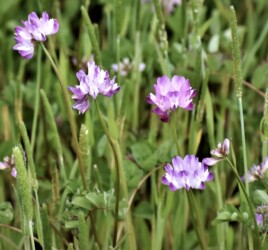 ゲンゲ(レンゲソウ)