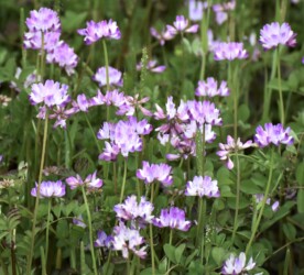 ゲンゲ(レンゲソウ)