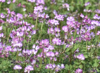 ゲンゲ(レンゲソウ)