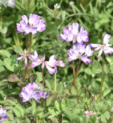 ゲンゲ(レンゲソウ)