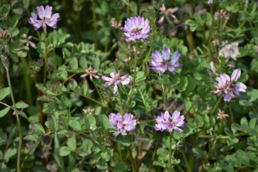 ゲンゲ(レンゲソウ)