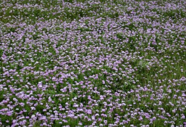 群生して咲くゲンゲ(レンゲソウ)