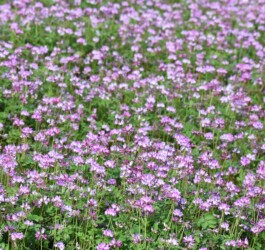 群生して咲くゲンゲ(レンゲソウ)