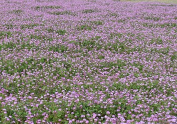 群生して咲くゲンゲ(レンゲソウ)