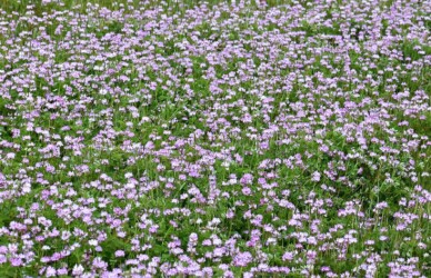 群生して咲くゲンゲ(レンゲソウ)