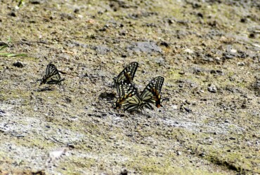 アゲハチョウの水辺での集団吸水
