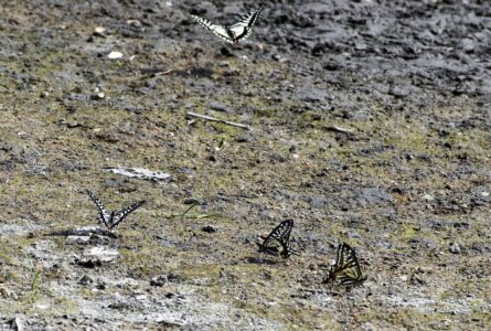 アゲハチョウの水辺での集団吸水