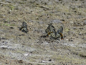 アゲハチョウの水辺での集団吸水