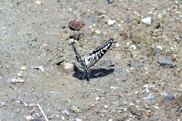 アゲハチョウの単独吸水