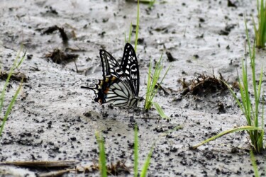 アゲハチョウの単独吸水