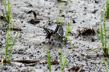 アゲハチョウの単独吸水