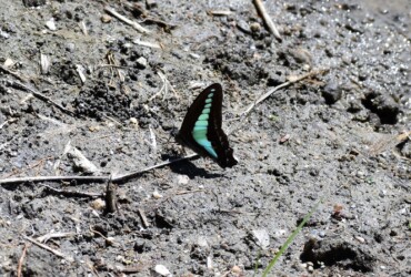 アオスジアゲハの単独吸水