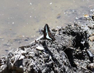 アオスジアゲハの単独吸水