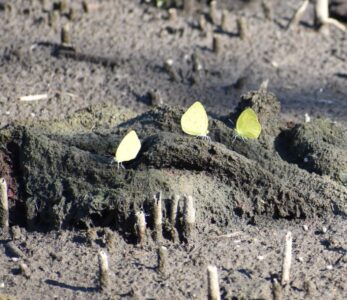 キタキチョウの集団吸水