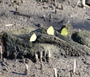キタキチョウの集団吸水