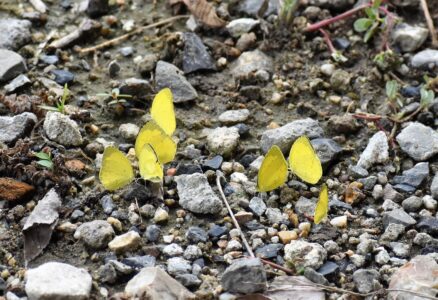 キタキチョウの集団吸水