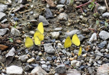 キタキチョウの集団吸水