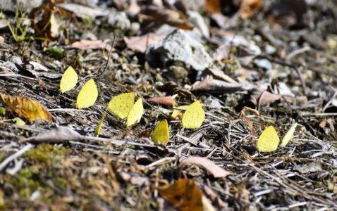 キタキチョウの集団吸水