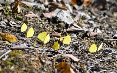 キタキチョウの集団吸水