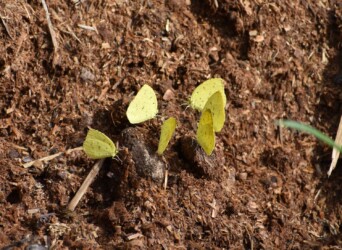 キタキチョウの集団吸水
