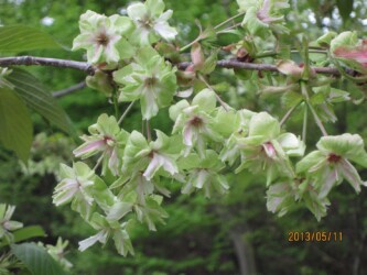 天童舞鶴山のギョイコウ
