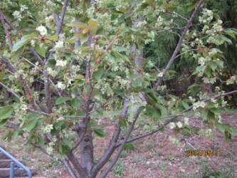 天童舞鶴山のギョイコウ