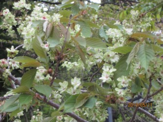 天童舞鶴山のギョイコウ