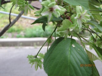 天童舞鶴山のギョイコウ