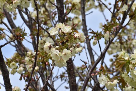ウコンザクラだと思うけど