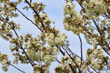 ウコンザクラだと思うけど