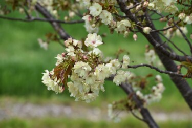 ウコンザクラだと思うけど