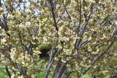 ウコンザクラだと思うけど