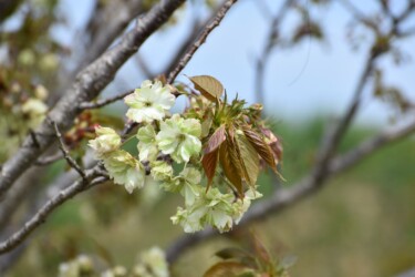 ギョイコウかも?