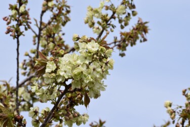 ギョイコウかも?