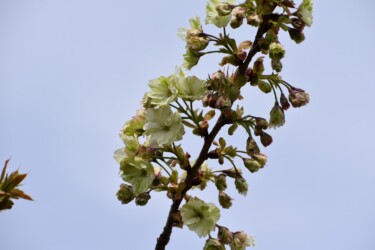 ギョイコウかも?