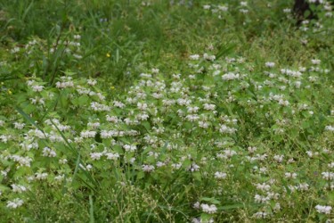 群生するオドリコソウ