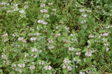 群生するオドリコソウ