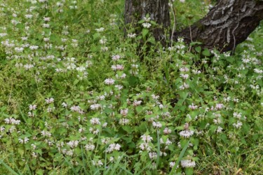 群生するオドリコソウ