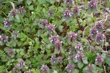 ヒメオドリコソウ