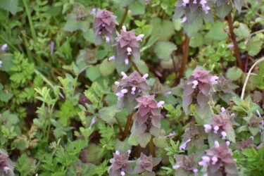 ヒメオドリコソウ