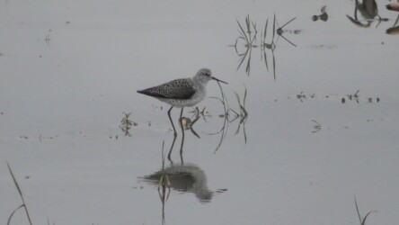 今年見かけたコアオアシシギ