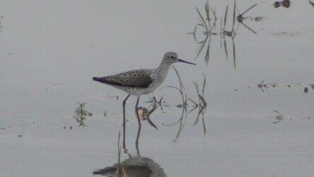 今年見かけたコアオアシシギ