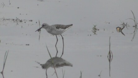 今年見かけたコアオアシシギ