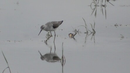 今年見かけたコアオアシシギ
