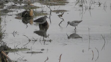今年見かけたタカブシギ(左)とコアオアシシギ(右)