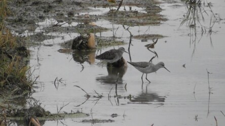 今年見かけたタカブシギ(左)とコアオアシシギ(右)