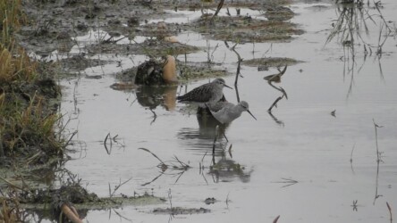 今年見かけたタカブシギ(左)とコアオアシシギ(右)