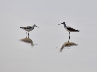 一昨年見かけたコアオアシシギ