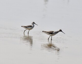 一昨年見かけたコアオアシシギ